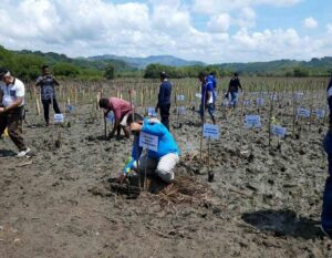 Pjs.Bupati Samuel Pakereng Lakukan Penanaman Mangrove di Pesisir Pantai  Karewe